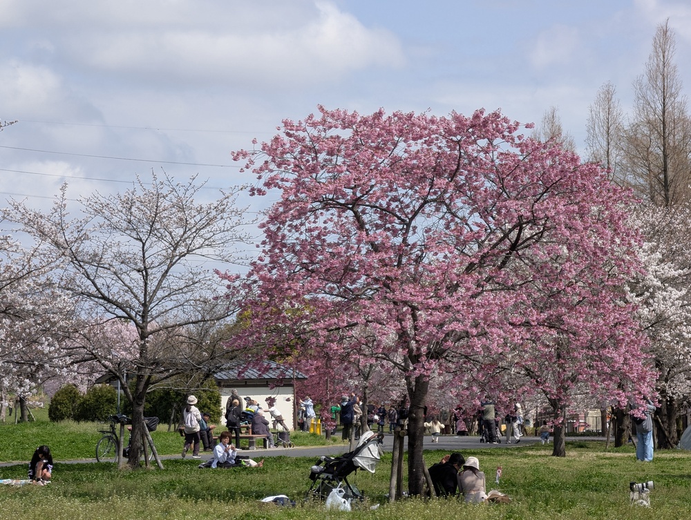 日本的四月不只是春天，更是社會的「重開機」：看懂新年度的街頭與職場學