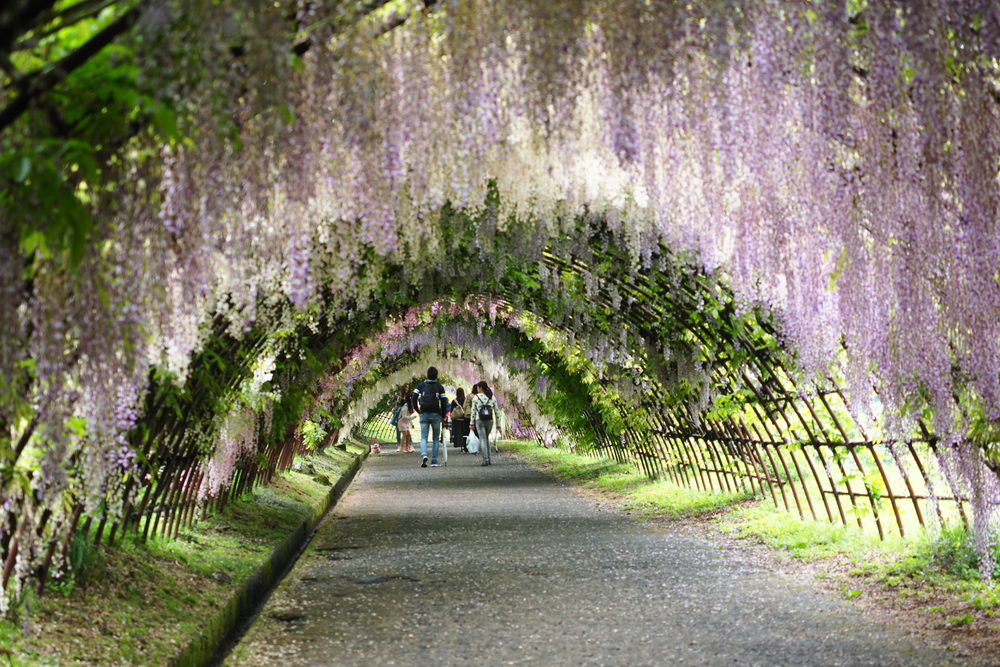日本五月的生命力：紫藤花的地景美學與色彩接力