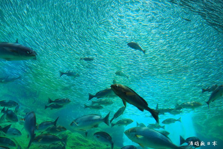 九十九島水族館「海きらら」-大水槽跟挖珍珠體驗，可以玩半天喔！