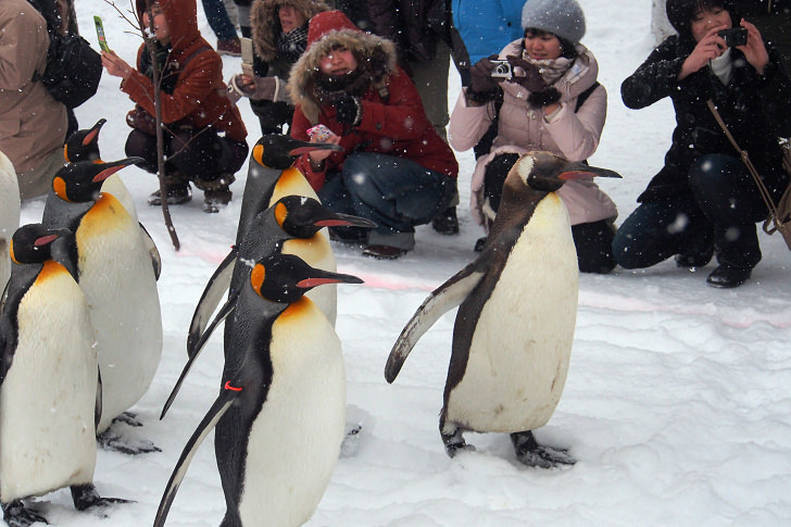 [北海道]旭山動物園冬季最大必看活動-『企鵝散步』