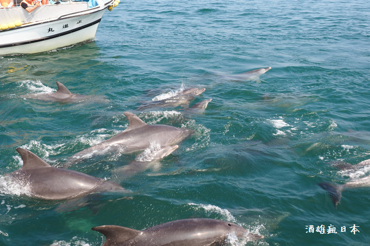 [熊本]天草賞海豚船(イルカマリンワールド)-近距離欣賞海豚群的新鮮體驗