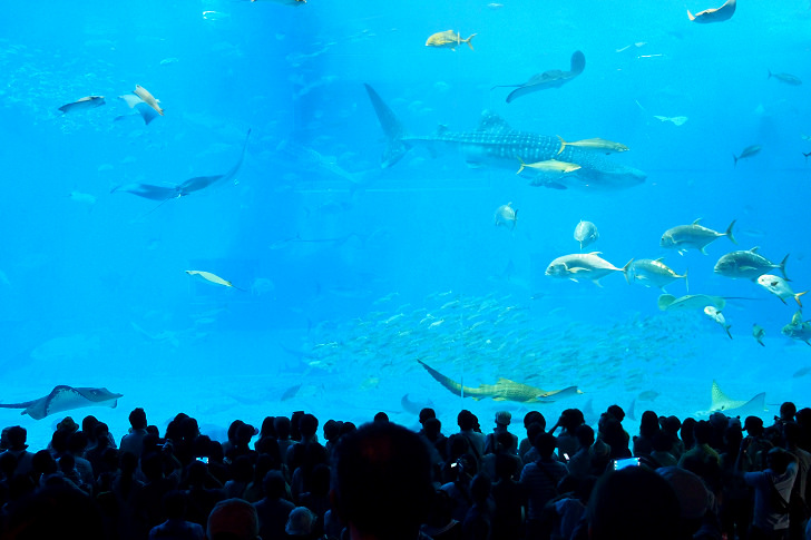 [沖繩]沖繩美ら海水族館-在亞洲最大的水族館賞鯨鯊