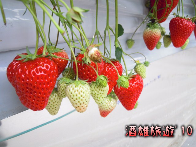 冬之味覺草莓特輯-日本草莓品種 & 杉山草莓園採果趣